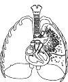 heart and lungs in chest. diameter of right
